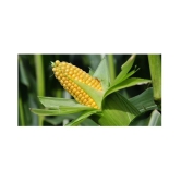 SWEET CORN SEEDS 50 SEEDS