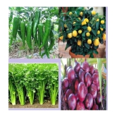 CLASSIC GREEN EARTH - Mixed Vegetable ( 200 Seeds )