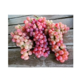 FLARE SEEDS Red Grapes Exotic Plant Fruit Seeds Home Kitchen Garden Indoor Plant Seeds - 20 Seeds