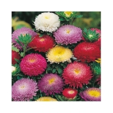 Aster Mix Flower Best Quality Seeds - Pack of 20 seeds