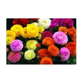 Ranunculus asiaticus Flower Seeds - 40 seeds