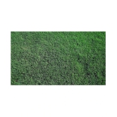 Italian RyeGrass F1 Hybrid Pack Of 500