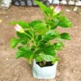 Austrelian Hibiscus Plant For Home Gardening