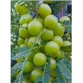 Hybrid Aamla Fruit seeds (30 Seeds )