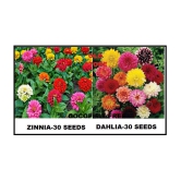 MIX COLOR PREMIUM ZINNIA DAHLIA FLOWER 30-30 SEEDS PACK WITH FREE GIFT COCO PEAT AND USER MANUAL FOR HOME GARDENING