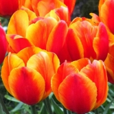 Tulip Flair Flower Bulb