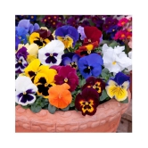 CLASSIC GREEN EARTH Jioo Organics Asia Pansy Medium Mixed Premium Flower Hybrid 50+ Seed