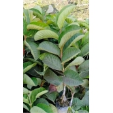 Red Dimond Guava Fruit  Plant