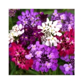 SHOP 360 GARDEN CANDYTUFT HYBRID MIX FLOWER SEEDS - PACK OF 100 SEEDS