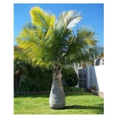 Bottle Palm Seeds - Pack of 10 Seeds