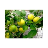 Rare Lemon Tree Seeds Indoor Outdoor Garden Heirloom Fruit