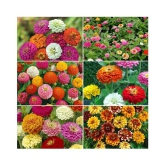 Zinnia  Mix Flower 50 Seeds PACK MIX ATLEAST 5 COLORS PLANT SEEDS WITH INSTRUCTION MANUAL