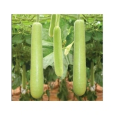 Bottle Gourd Vegetable Seeds - Pack of 20 | With Instruction Manual