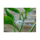 HOT CHILLI PEPPER DESIRE SEED (PACK OF 50 SEED X 1 PER PKTS)