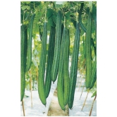 Recron Seeds - Ridge Gourd (Toree) Vegetable ( 50 Seeds )