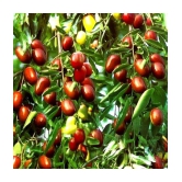 Ber Thailand variety fruit known as the Indian jujube 10 seeds Grafted