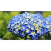 Hybrid Hydrangea Plant For Gardening