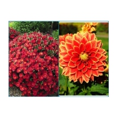 sky star agro Seeds Combo - Chrysanthemum Mix Flower ( 50 seed ) and Zinnia Mixed Flower ( 20 Seeds )