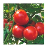 F1 Hybrid Tomato Seeds , high yielding variety, For All Season pack of 250 seeds