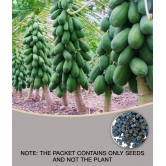 Papaya F1 Hybrid Imported Fruit Seeds 40 seeds + Instruction Manual