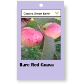 CLASSIC GREEN EARTH - Fruit Seeds ( Rare Red Guava Psidium Guajava Guava 50 Seeds )