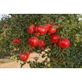 Pomegranate fruit Plant For HomeGarden