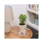 Ugaoo Aralia Golden Indoor Plant with Self Watering Pot