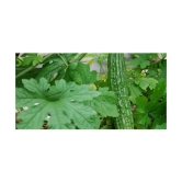 Bitter Gourd Karela seeds pack of 25 seeds