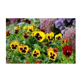 CLASSIC GREEN EARTH - Pansy Flower ( 70 Seeds )