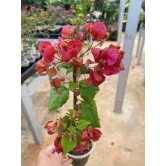 Peacock red bougainvillea flowers plant