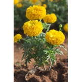 homeagro - Marigold Flower ( 50 Seeds )