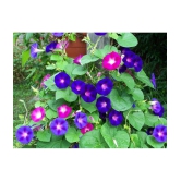 morning glory Ipomoea flower 30 seeds pack with free Free cocopeat and user manual for your garden