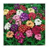 Leafy Tales Verbena- Flower Seeds for Balcony Gardening, 50 seeds