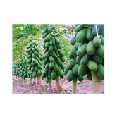 SWEET PAPAYA SEEDS dwarf PACK