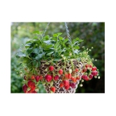 Creative Farmer Herbal Plant Seeds - Strawberry Hanging Variety Kitchen Garden Pack