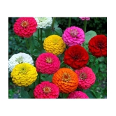 homeagro - Zinnia Mixed Flower ( 20 Seeds )