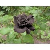 Black Rose Grafting Flower Plant