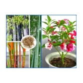 homeagro - Combo of Bamboo Plant ( 20 Seeds ) and and Balsam mix Flower ( 20 seed )