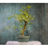 Water Jasmine Bonsai