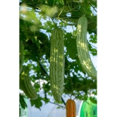 homeagro - Bitter Gourd Vegetable ( 20 Seeds )