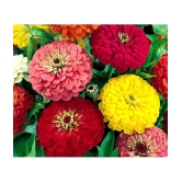 homeagro - Zinnia Mixed Flower ( 20 Seeds )