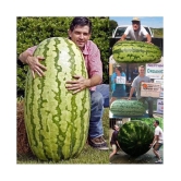 Lot Giant Watermelon Bonsai Fruit Plants Planting Watermelon Garden NON-GMO Edible Fruits, 15 Seeds