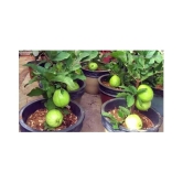 shivam organic seeds - Fruit Seeds ( 100 + seeds )