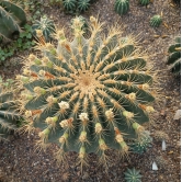 Ferocactus Echidne Cactus Seeds