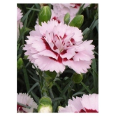 Matrix Dianthus Fragrant Flower Raspberry Surprise Seeds