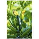 High Yielding Hybrid Green Long Squash ZUCCHINI 10 Seeds