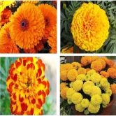 homeagro - African Marigold Flower ( 50 Seeds )