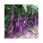  African Hybrid Brinjal/Eggplant Vegetable (50 seeds) with growing cocopeat