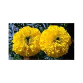 KANISHQ SEEDS YELLOW MARIGOLD FLOWER SEEDS-50 SEEDS