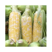 Sweet Corn Seeds - Silver Queen - Vegetable Garden Planting 50 Seeds